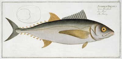 Tuna (Scomber Thynnus) Plate LV from 